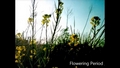 Flowering Period